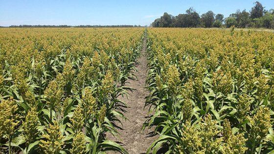 بداية جيدة لمحاصيل الربيع