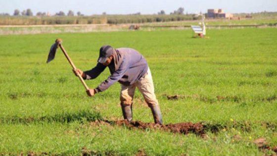 تعميم الحماية الاجتماعية للمزارعين: العمل يسير على ما يرام