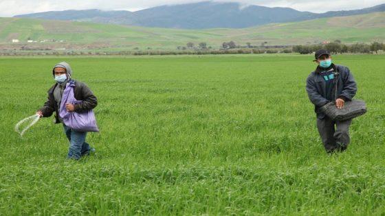 المغرب يواجه نقص المياه … والأمطار الأخيرة تنقذ الزراعة