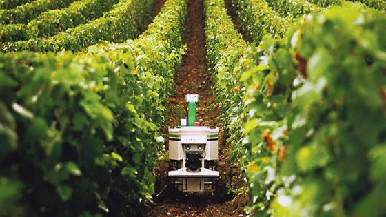 التنافسية والشمول والصمود: التحديات الجديدة للزراعة المغربية