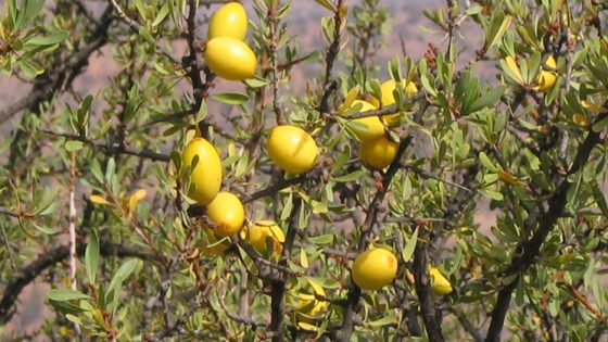 شجرة الأركان ، رمز الصمود