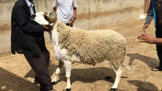 الطلب على “الكاش” لمناسبة عيد الأضحى يفاقم عجز السيولة البنكية