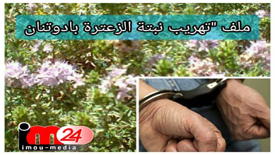 تهريب نبتة الزعيترة بجماعة أقص