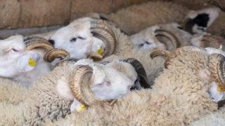 برلمانيون يطالبون بتدخل عاجل لضبط أسعار الأعلاف وتحذيرات من تقويض أهداف البرنامج الملكي لإعادة تكوين القطيع