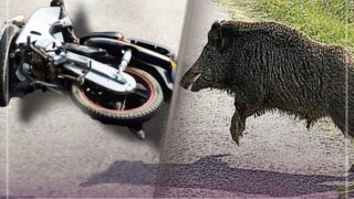 القضاء الإداري يحمل جماعة أكادير مسؤولية الكلاب الضالة ويقضي بتعويض متضرر بـ50 ألف درهم