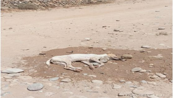 شاطئ أغروض شمال أكادير كلب مسعور يهاجم المصطافين ويصيب أربعة أشخاص بينهم طفل في حالة خطيرة