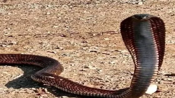 مأساة في دوار تزرين بالصويرة : وفاة طفل ووالده بلدغات أفعى سامة ترعب السكان