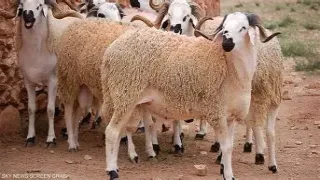 انفراجة “بوقنادل”.. هل تكسر أضاحي العيد شوكة الغلاء؟