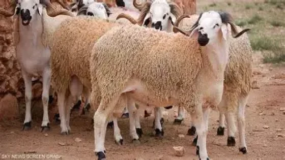 انفراجة “بوقنادل”.. هل تكسر أضاحي العيد شوكة الغلاء؟