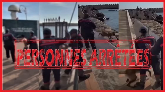 أكادير : إحالة شخصين على النيابة العامة للاشتباه في تعنيف قاصر وتحريض كلب شرس على أطفال